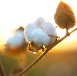 Air Wick Freshmatic Automatische Spray Luchtverfrisser - Pure Zachtheid Van Katoen Navulling - 3 Stuks - Voordeelverpakking -Reinigingsproducten 1200x1183 1